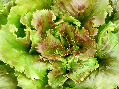 Lechuga Sierra: frescura continua desde tu balcón o jardín