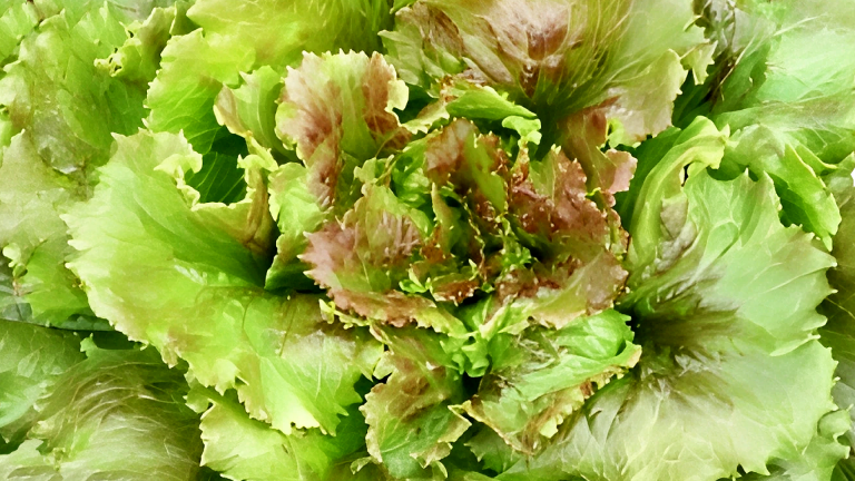 Lechuga Sierra: frescura continua desde tu balcón o jardín