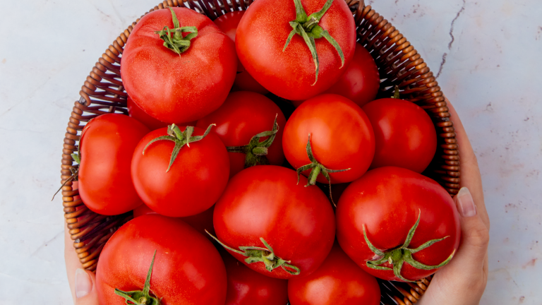 Tomate Cal Ace: producción abundante para huertas familiares